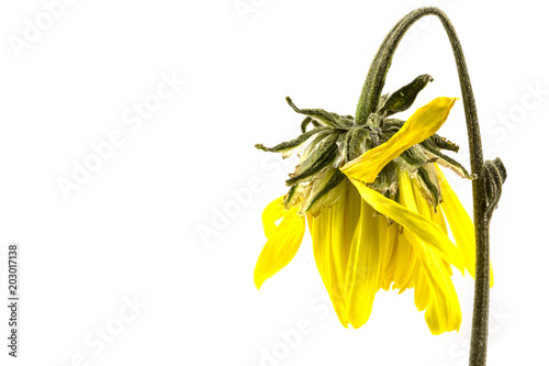 Konstfotografi Dry yellow chrysanthemum  isolated