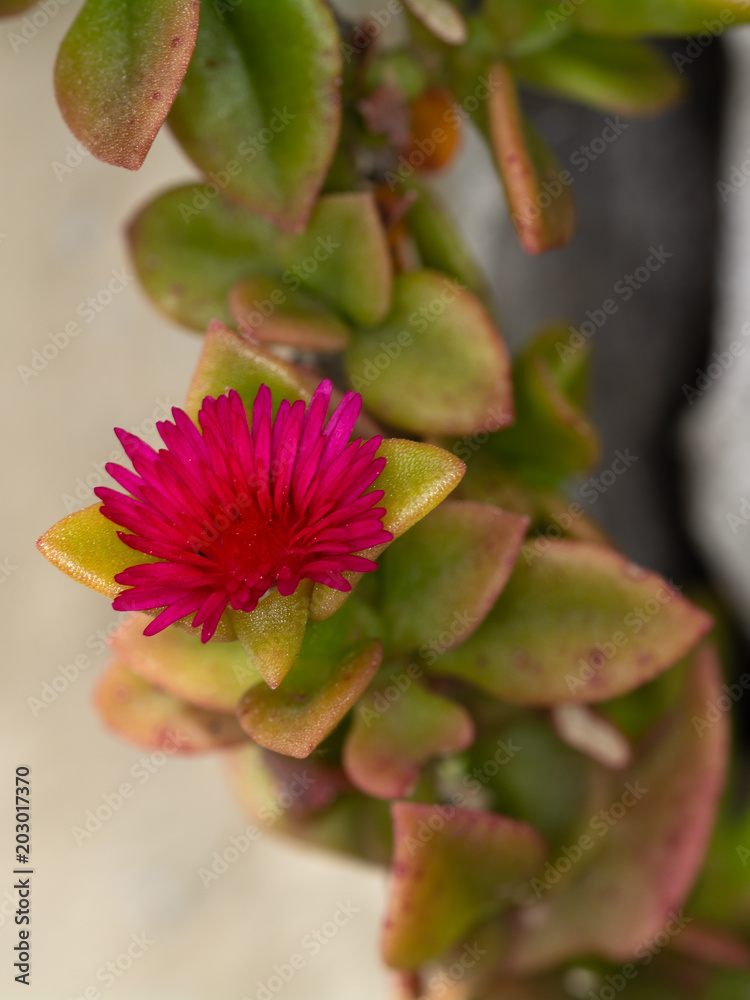  Heart shaped Ice plant 