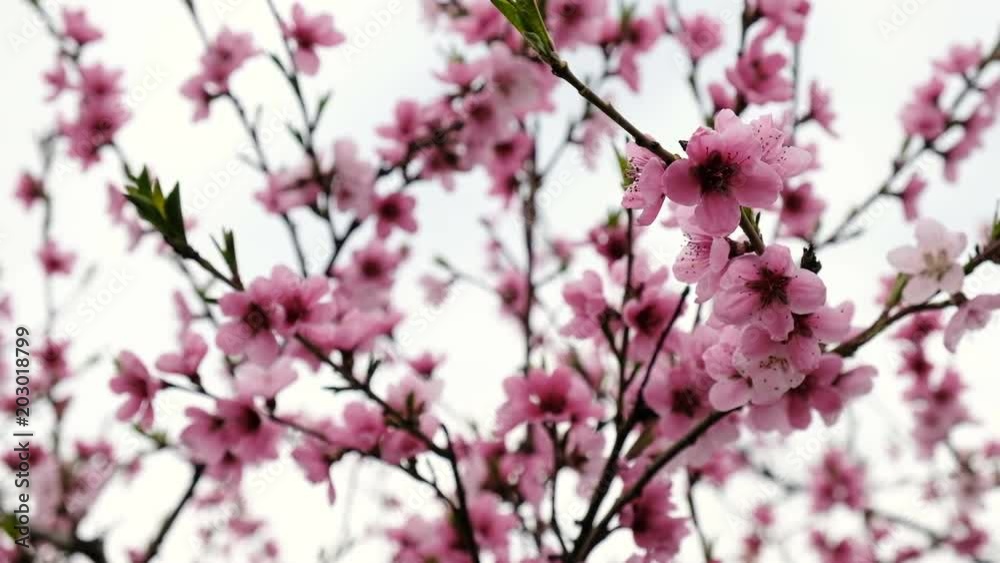 Beautiful pink blossoming peach trees. Peach flowers Beautiful pink blossoming peach trees. Peach flowers