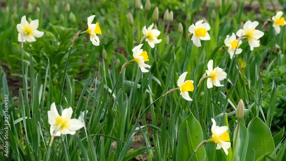 A group of spring time Daffodils (Narcissus) gently blowing in the wind. A group of spring time Daffodils (Narcissus) gently blowing in the wind.