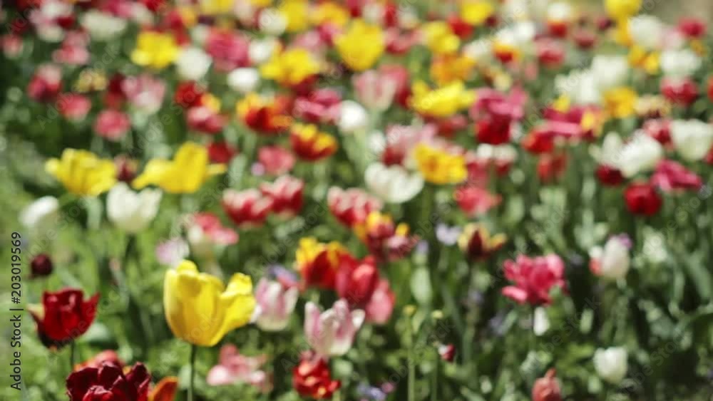 Tulip Field Out of Focus Summer Meadow Tulip Field Out of Focus Summer Meadow