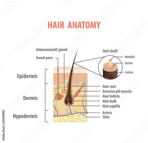 Hair anatomy illustration vector on white background. Madical concept.