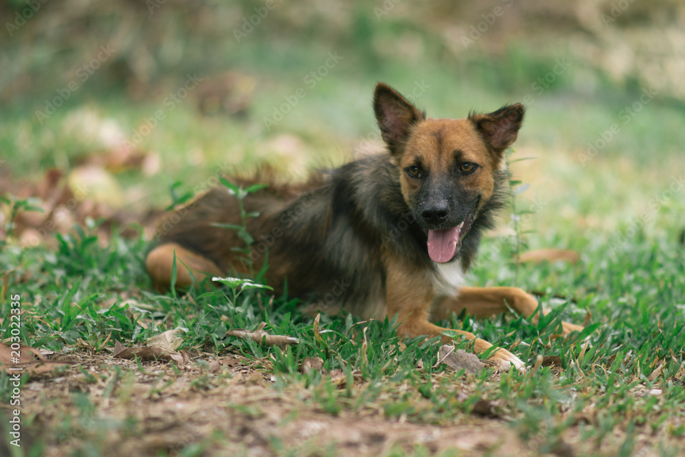Poor Dog Infected with Rabies Poor Dog Infected with Rabies