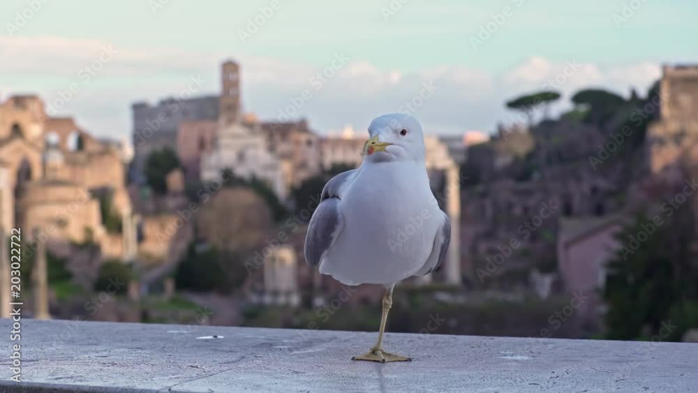 seagull without a leg on the roofs of Rome seagull without a leg on the roofs of Rome
