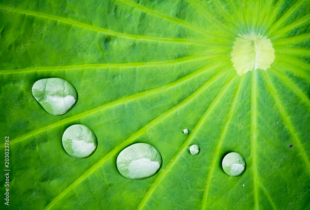 Water drop on lotus leaf in morning./ Water drop on lotus leaf background on summer.
Water drop on lotus leaf in morning./ Water drop on lotus leaf background on summer.