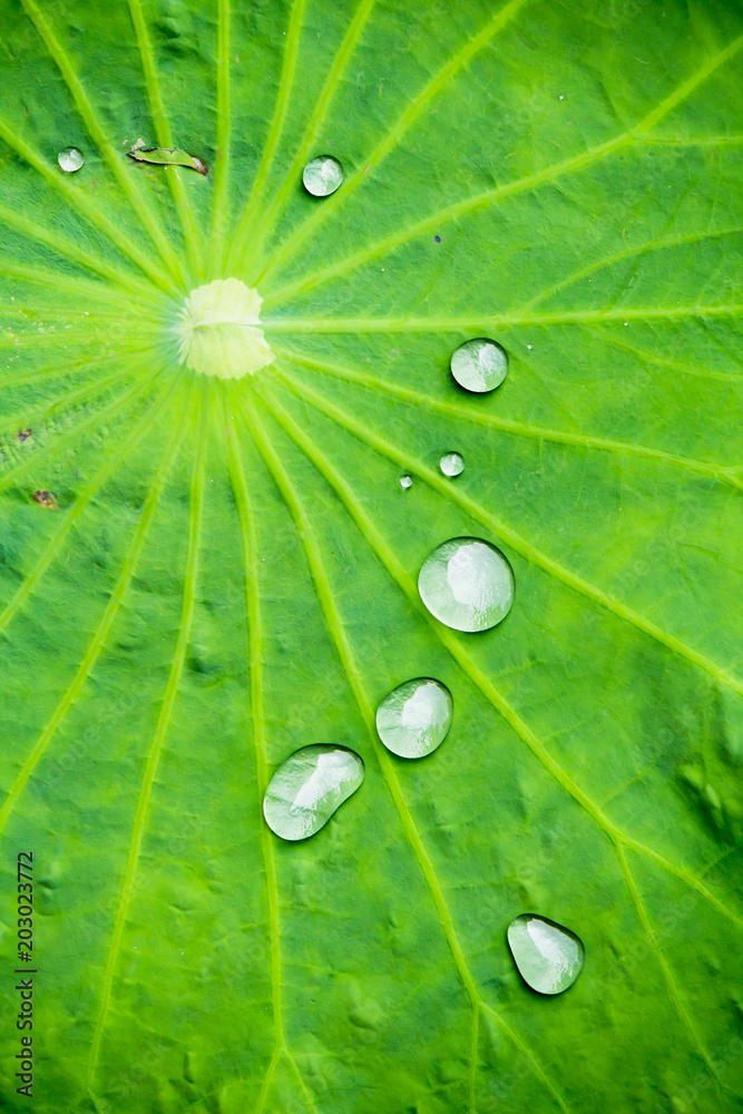 Water drop on lotus leaf in morning./ Water drop on lotus leaf background on summer.
Water drop on lotus leaf in morning./ Water drop on lotus leaf background on summer.