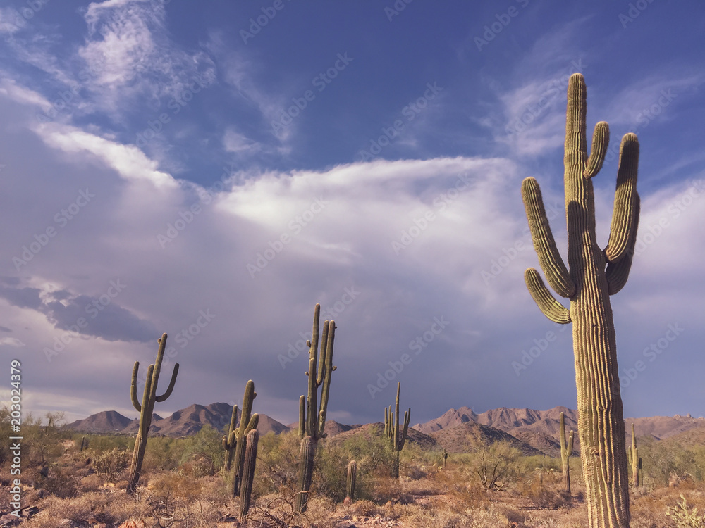 Beautiful Arizona desert landscape with Saguaro cactus trees and dramatic cloudscape