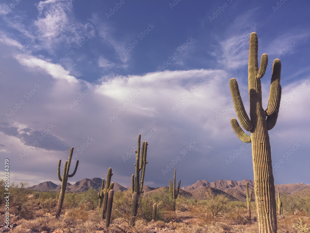 Beautiful Arizona desert landscape with Saguaro cactus trees and dramatic cloudscape Beautiful Arizona desert landscape with Saguaro cactus trees and dramatic cloudscape