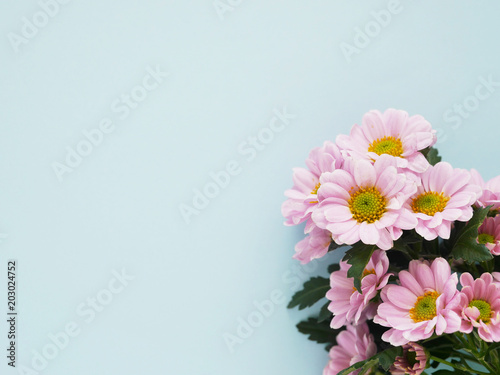 Composition of pink chrysanthemum flowers on a blue background, top view, creative flat layout. The concept of summer, spring, holiday on March 8, mother's day. Frame with copy space.