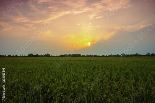 landscape paddy field at sunset in Thailand