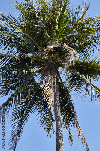 palm tree background blue clear sky