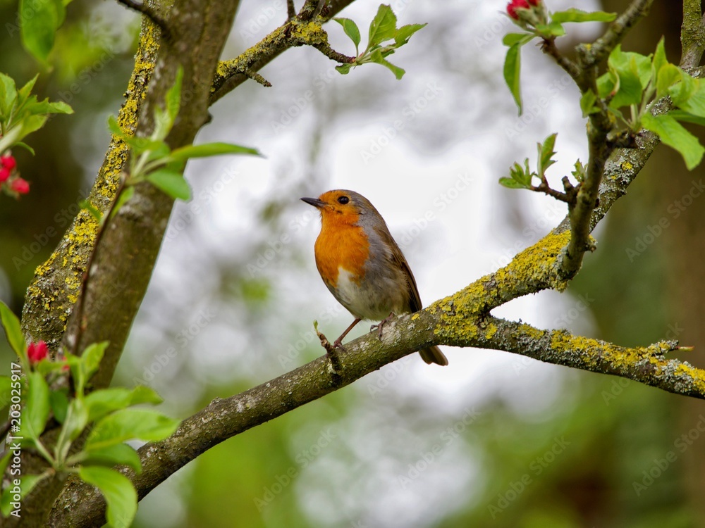 Robin Robin