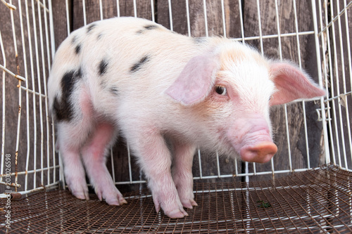 Pig's snout close-up. White pig with black spots of breed pietren sits in cage for transportation. Selective focus