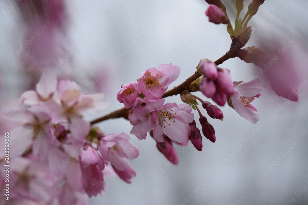 Obraz premium cherry blossom