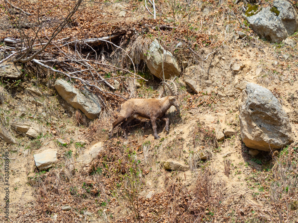 Obraz premium Alpine ibex or steinbock in spring season which camouflage itself in the field around the wood. Italy, Orobie Alps