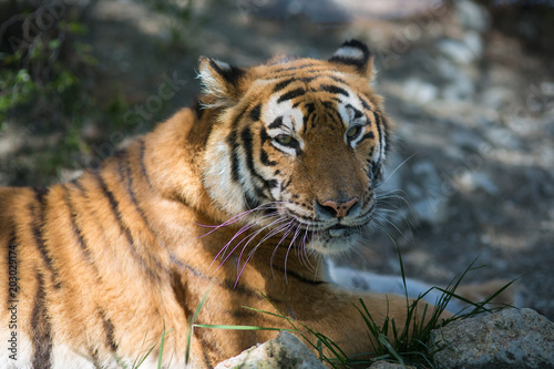 Fototapeta Naklejka Na Ścianę i Meble -  Tiger at the zoo