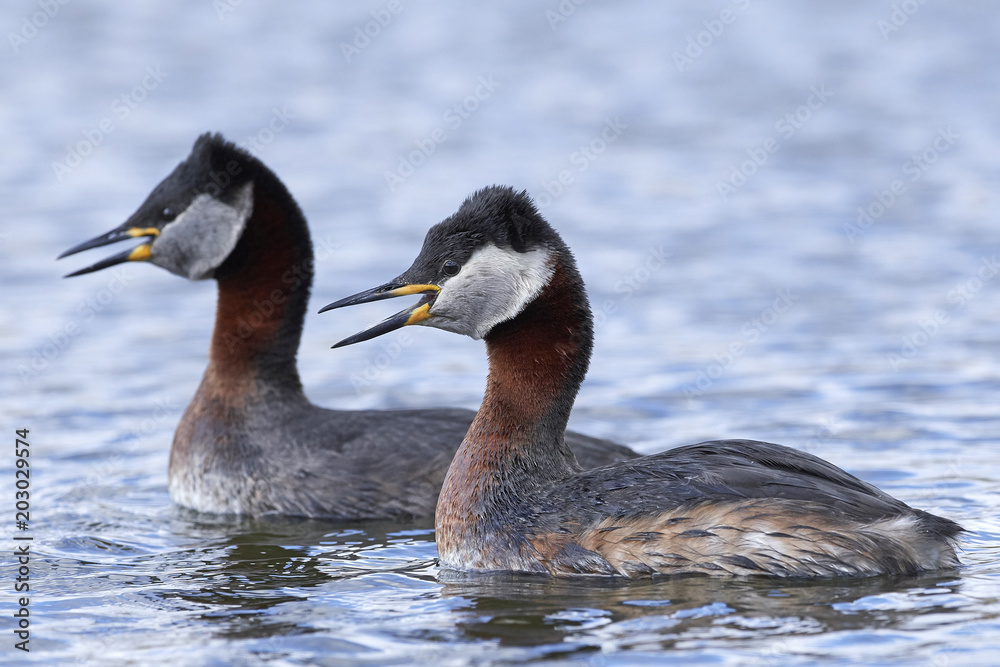 Fototapeta premium Red-necked grebe (Podiceps grisegena)