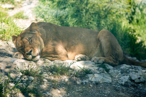 Fototapeta Naklejka Na Ścianę i Meble -  Lion in the zoo resting