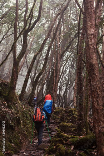 Group of people hikers walking in fog jungle Rhododendron forest