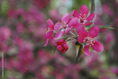 Pink cherry tree flowers. Spring background.