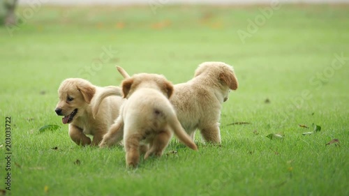 Puppy dog golden retriever in park