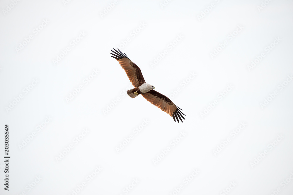 Obraz premium flying Brahminy Kite at Bangpu Recreation Center; Samut Prakan; Thailand
