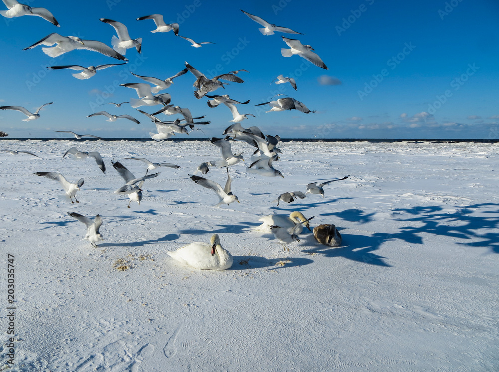 Fototapeta premium Freezing on the ice of the Riga Bay swans in the winter of 2018.