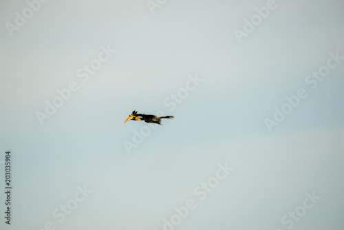 Flying great hornbill at Khao Yai national park, THAILAND