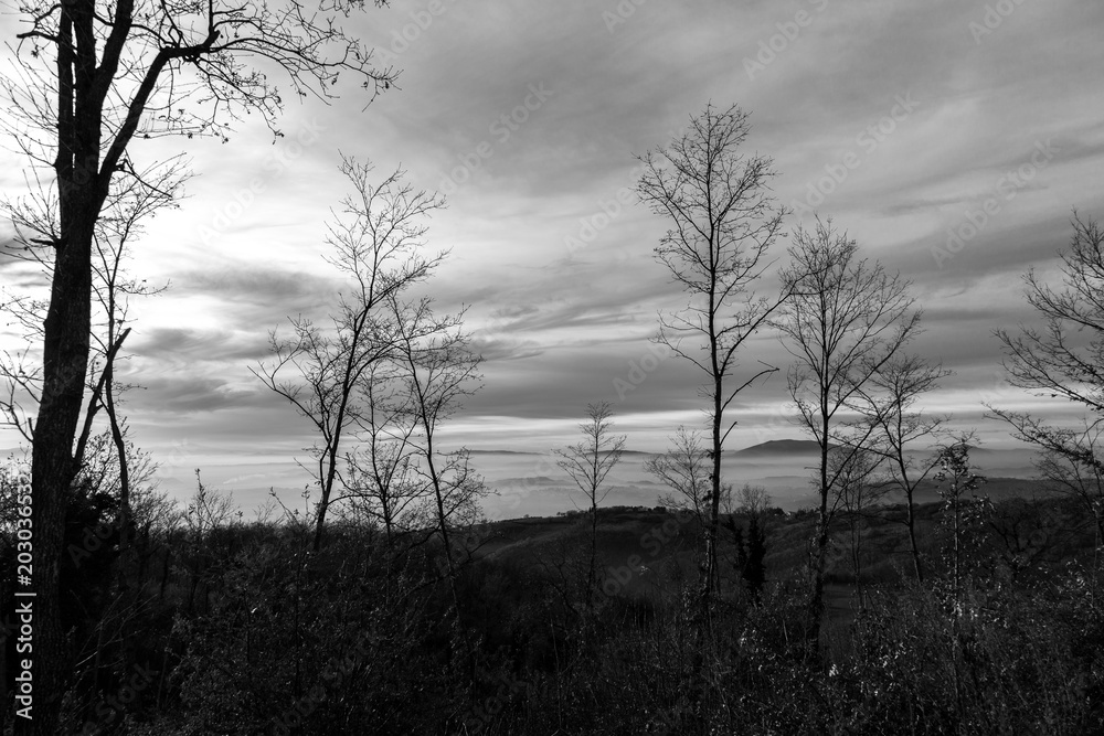 Fototapeta premium Skeletal, winter trees in the foreground, and a valley filled by fog in the background