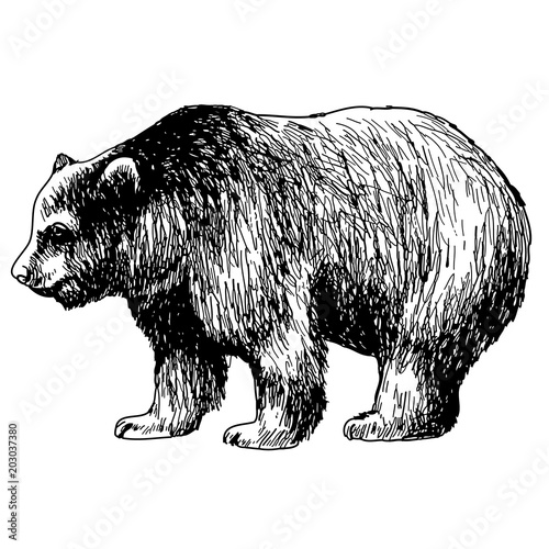 hand drawn illustration of bear