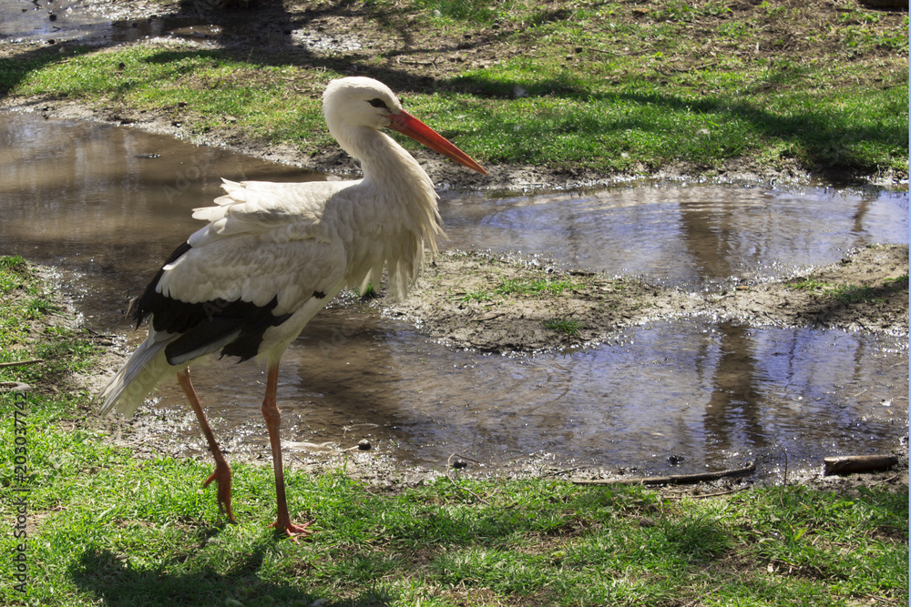 Small white stork near the water