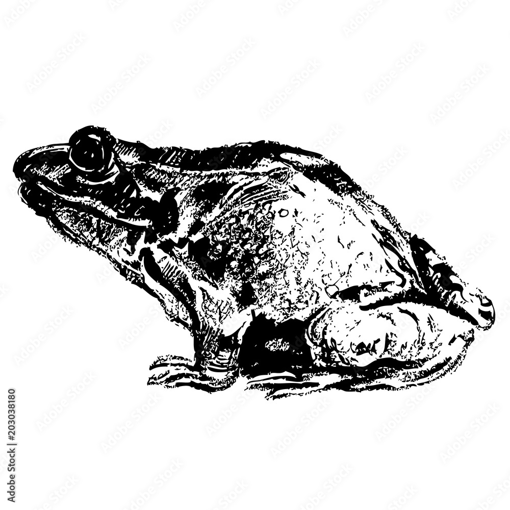 Fototapeta premium frog hand drawn