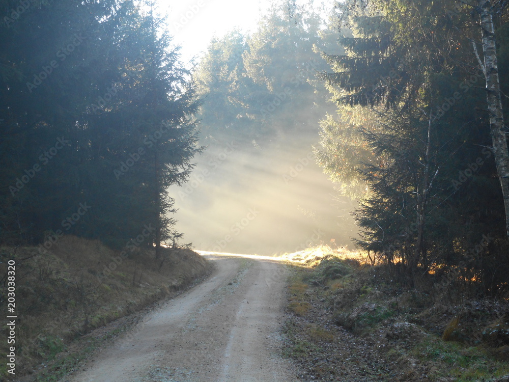 Wald Lichtung Sonnenstrahlen Wald Lichtung Sonnenstrahlen