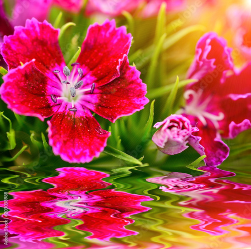 Fototapeta Naklejka Na Ścianę i Meble -  Dianthus blooming in garden