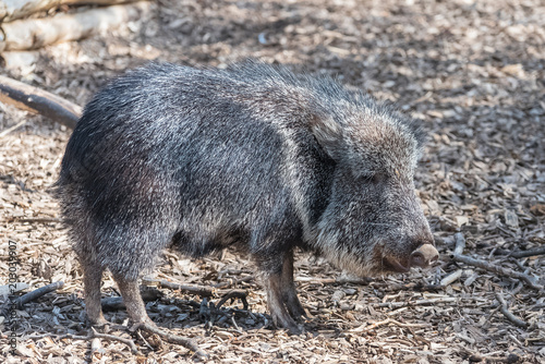 Chacoan Peccary, Catagonus wagneri, funny animal   © Pascale Gueret