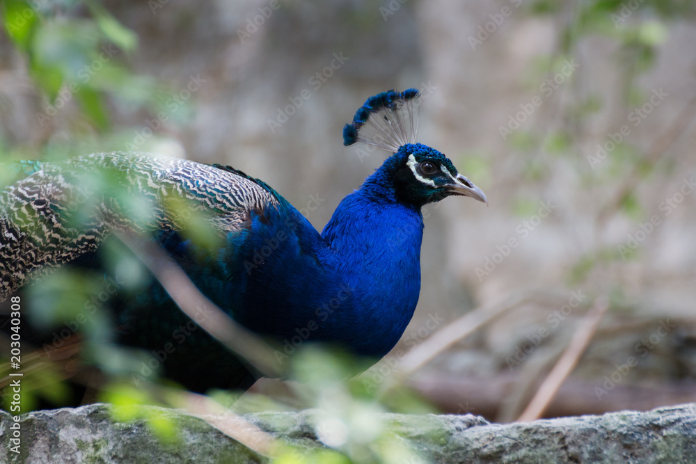 Fototapeta premium Close-up Of Peafowl (Pavo cristatus).