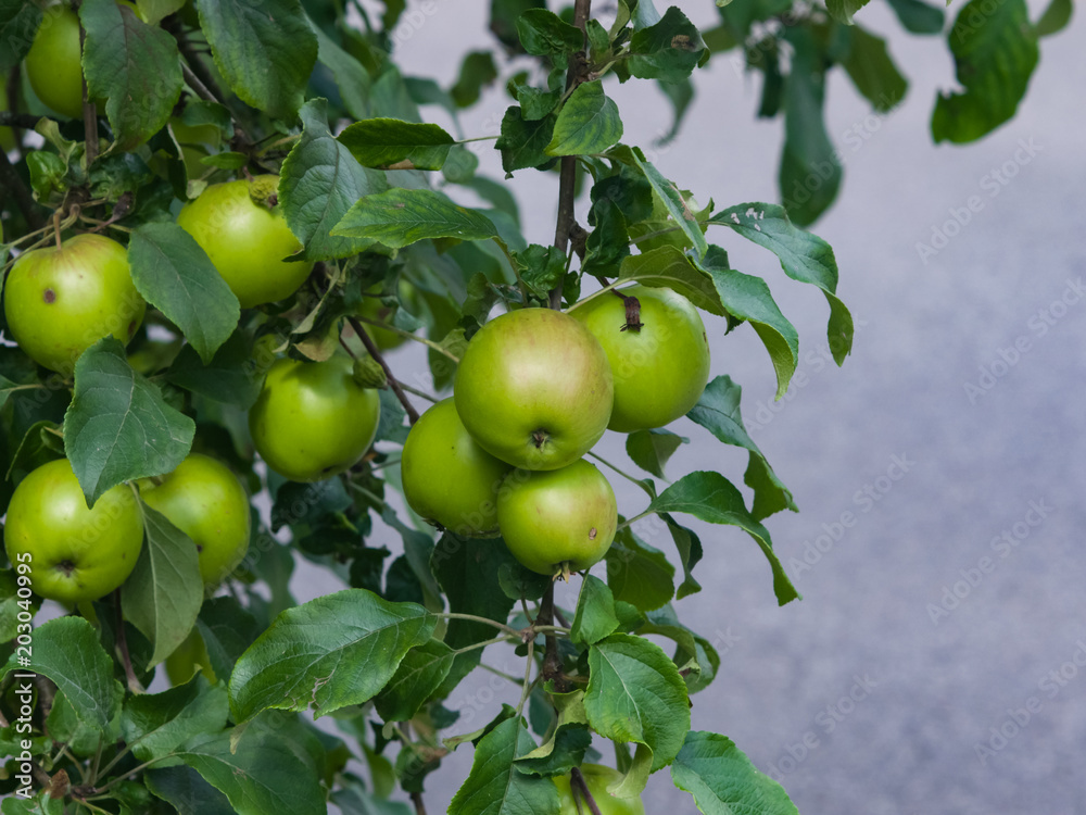 Red apples riping on branch in sunlight, selective focus, shallow DOF Red apples riping on branch in sunlight, selective focus, shallow DOF