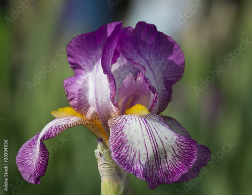 Fototapeta Naklejka Na Ścianę i Meble -  Closeup of a beautiful purple pink white colored Iris 