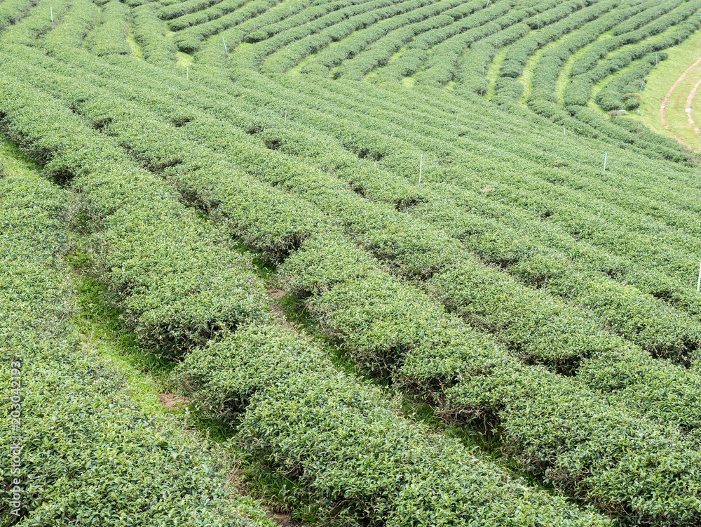 Organic tea rows on the hill. Organic tea rows on the hill.