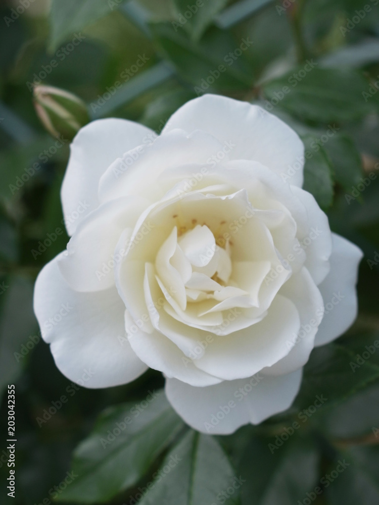 白いバラの花 白いバラの花