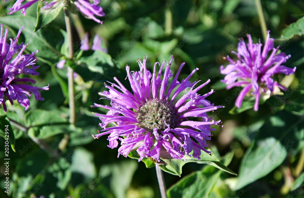 Fototapeta premium Glacier Nationalpark