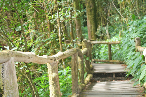 Wooden bridge with moss in Ang ka nature trail at doi inthanon National park Chiang Mai,Thailand