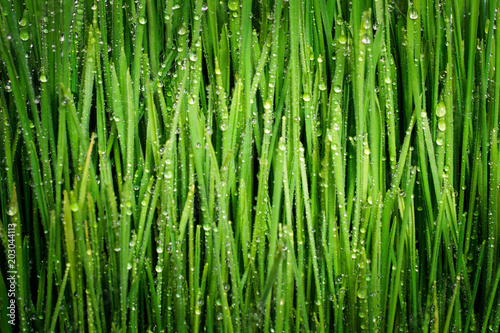 background of green sprouts of wheat with drops of dew