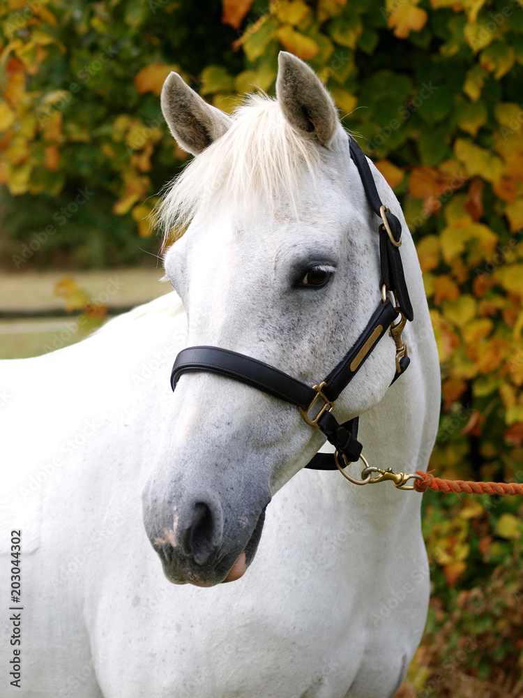 Obraz premium Horse Head Shot