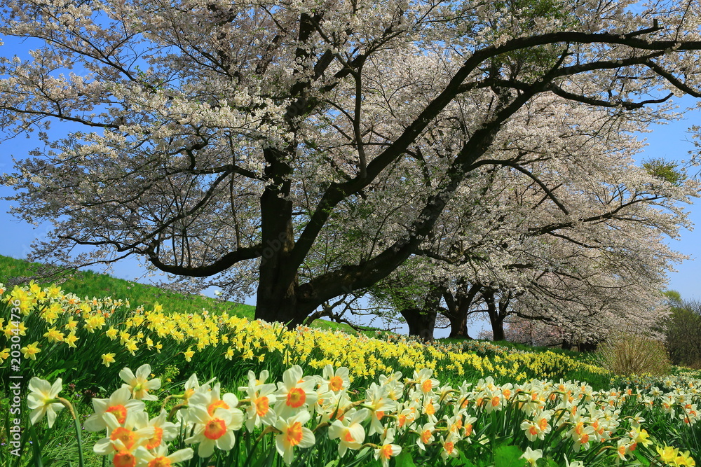 Obraz premium 桜と水仙