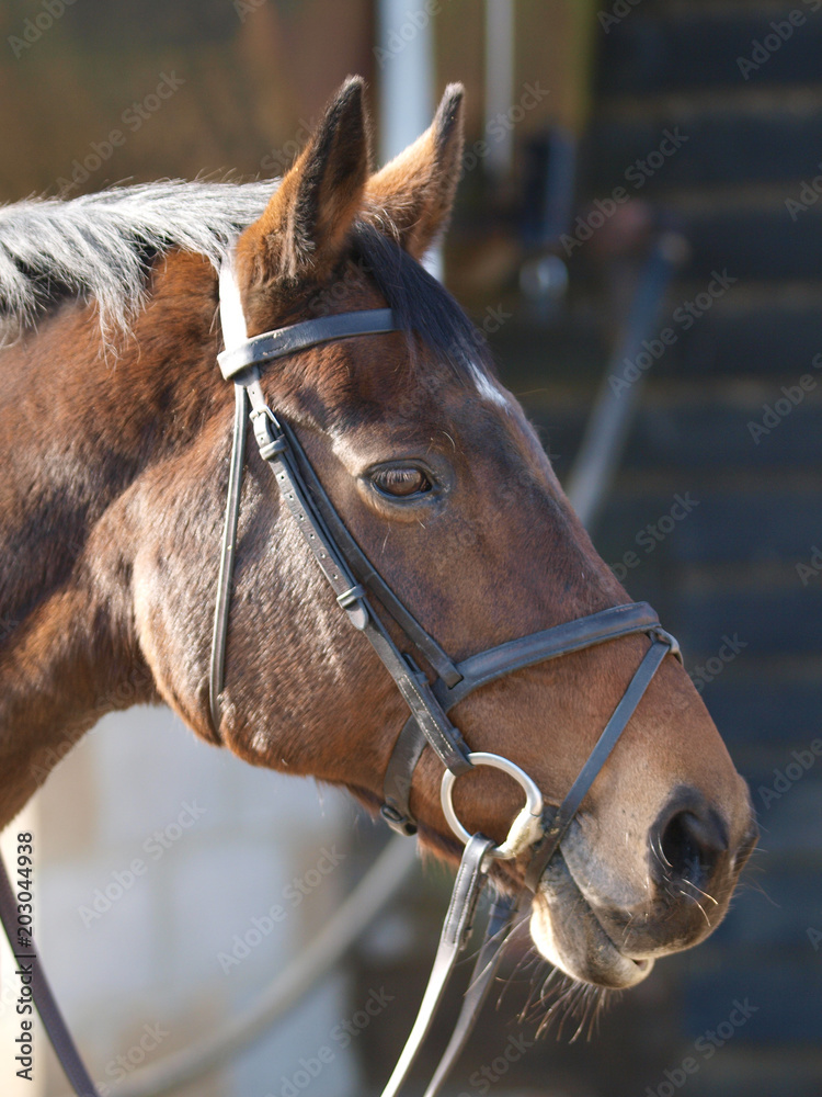 Fototapeta premium Bay Horse Head Shot