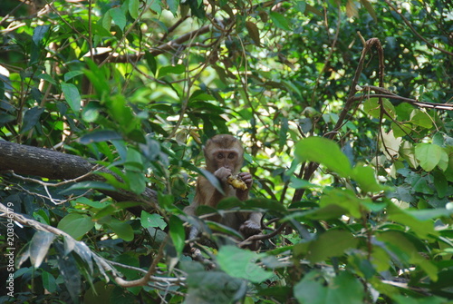 A little monkey looking at camera through leaves