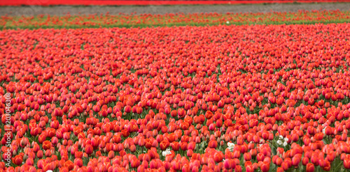 Fototapeta Naklejka Na Ścianę i Meble -  Red Tulips fields of the Bollenstreek, South Holland, Netherlands
