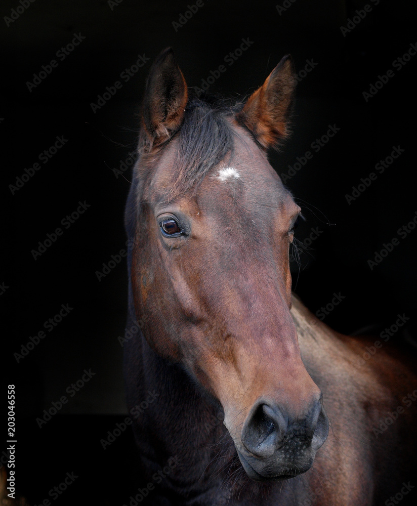 Fototapeta premium Bay Horse Head Shot