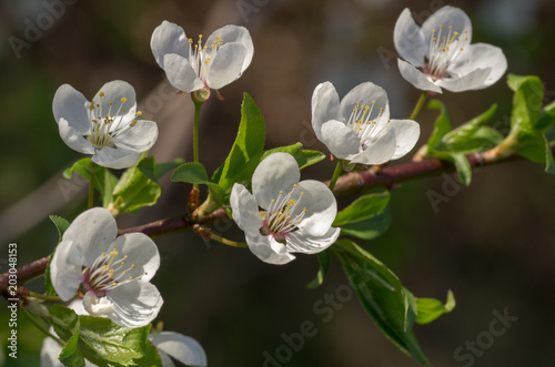 Blooming wild plum tree in daylight. 